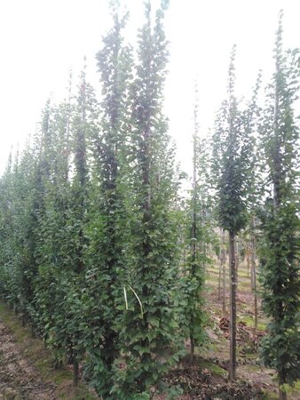 Carpinus bet. 'Frans Fontaine' 8-10 cm wortelgoed geveerd - afbeelding 2