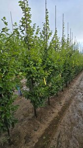 Carpinus bet. 'Frans Fontaine' 8-10 cm wortelgoed geveerd - afbeelding 1