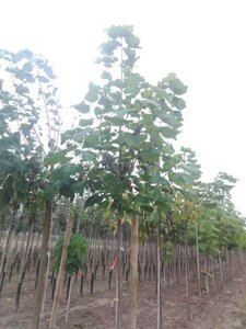 Catalpa bignonioides 16-18 Hoogstam draadkluit 3 X verplant - afbeelding 1