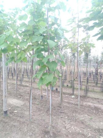 Catalpa bignonioides 6-8 Hoogstam wortelgoed - afbeelding 2