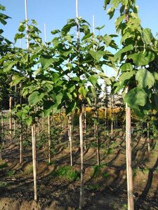 Catalpa bignonioides 8-10 Hoogstam wortelgoed - afbeelding 3