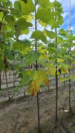 Catalpa bignonioides 8-10 Hoogstam wortelgoed - afbeelding 1