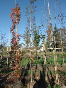 Carpinus bet. 'Lucas' 10-12 cm draadkluit geveerd - afbeelding 3