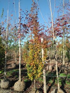 Carpinus bet. 'Lucas' 10-12 cm draadkluit geveerd - afbeelding 1