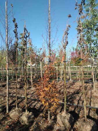 Carpinus bet. 'Lucas' 10-12 cm draadkluit geveerd - afbeelding 2