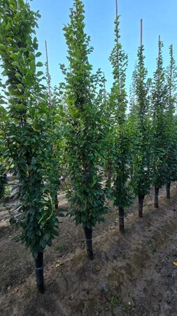 Carpinus bet. 'Lucas' 10-12 cm wortelgoed geveerd - afbeelding 3