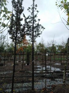 Carpinus bet. 'Lucas' 12-14 Hoogstam draadkluit 2 X verplant