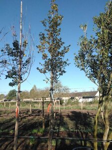 Carpinus bet. 'Lucas' 12-14 Hoogstam draadkluit 2 X verplant - afbeelding 2