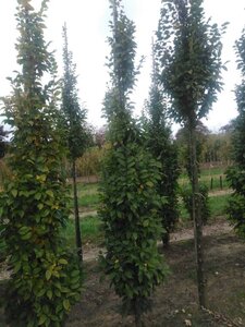 Carpinus bet. 'Lucas' 6-8 cm wortelgoed geveerd - afbeelding 3