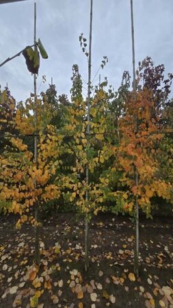 Cercidiphyllum japonicum 6-8 cm met kluit geveerd - afbeelding 2