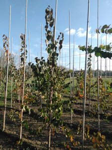 Cercidiphyllum japonicum 6-8 cm met kluit geveerd - afbeelding 3