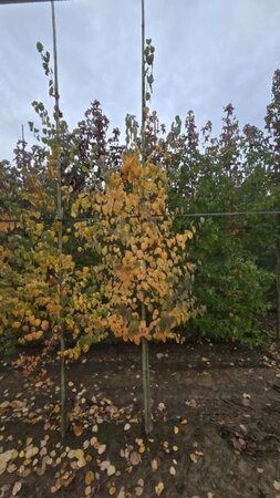 Cercidiphyllum japonicum 8-10 cm met kluit geveerd - afbeelding 1