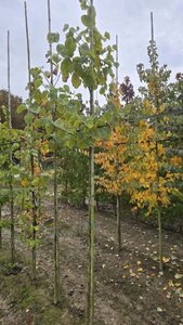 Cercis siliquastrum 6-8 cm met kluit geveerd - afbeelding 2