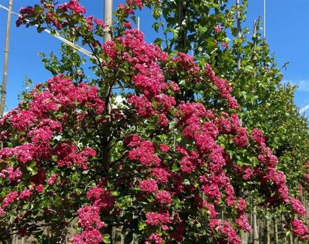 Crataegus media 'Paul's Scarlet' 6-8 Hoogstam wortelgoed - afbeelding 4