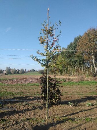 Fagus syl. 'Atropunicea' 14-16 Hoogstam wortelgoed 2 X verplant - afbeelding 2