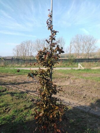 Fagus syl. 'Atropunicea' 6-8 cm wortelgoed geveerd - afbeelding 6