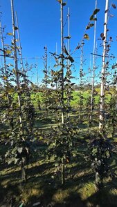 Fagus syl. 'Atropunicea' 6-8 cm wortelgoed geveerd - afbeelding 3