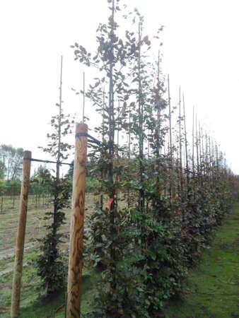 Fagus syl. 'Atropunicea' 8-10 cm wortelgoed geveerd - afbeelding 10