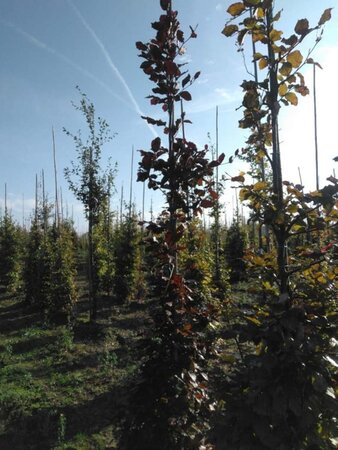 Fagus syl. 'Atropunicea' 8-10 cm wortelgoed geveerd - afbeelding 3