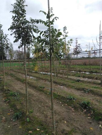 Fraxinus e. 'Westhof's Glorie' 6-8 Hoogstam wortelgoed