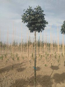 Fraxinus o. 'Mecsek' 14-16 Hoogstam wortelgoed 2 X verplant