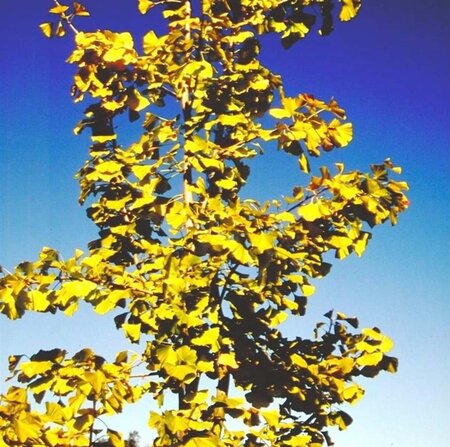 Ginkgo biloba 10-12 Hoogstam draadkluit - afbeelding 2