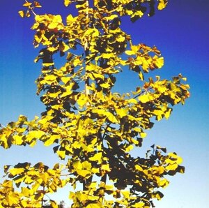 Ginkgo biloba 10-12 Hoogstam draadkluit - afbeelding 2