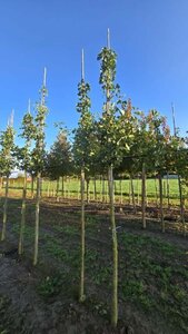 Ginkgo biloba 10-12 Hoogstam draadkluit - afbeelding 1