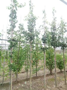 Ginkgo biloba 10-12 Hoogstam met kluit - afbeelding 1