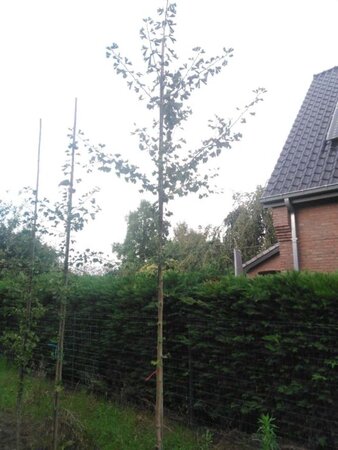 Ginkgo biloba 10-12 Hoogstam met kluit - afbeelding 2