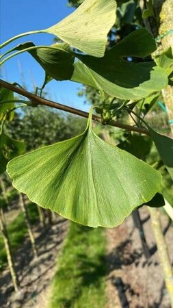 Ginkgo biloba 12-14 Hoogstam draadkluit 2 X verplant - afbeelding 2