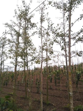 Ginkgo biloba 14-16 Hoogstam draadkluit 2 X verplant - afbeelding 1