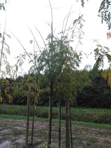 Gleditsia triac. 'Skyline' 10-12 Hoogstam wortelgoed - afbeelding 1