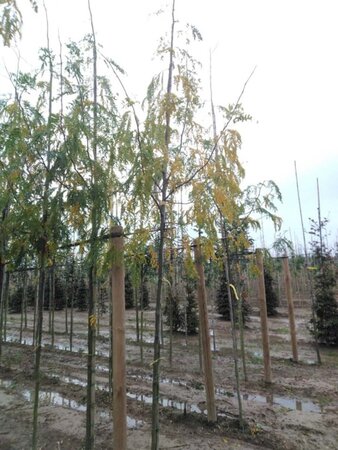 Gleditsia triac. 'Skyline' 8-10 Hoogstam wortelgoed