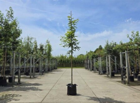 Gleditsia triac. 'Sunburst' 6-8 Hoogstam wortelgoed - afbeelding 4