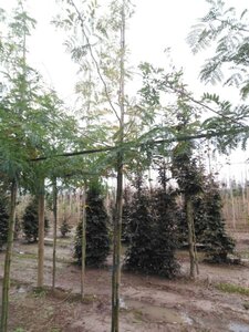 Gleditsia triac. 'Sunburst' 6-8 Hoogstam wortelgoed - afbeelding 1