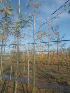 Gleditsia triac. 'Sunburst' 6-8 Hoogstam wortelgoed - afbeelding 2