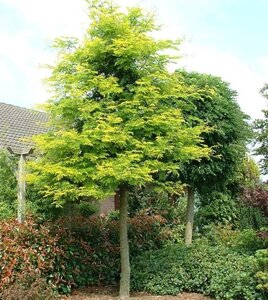 Gleditsia triac. 'Sunburst' 6-8 Hoogstam wortelgoed - afbeelding 3