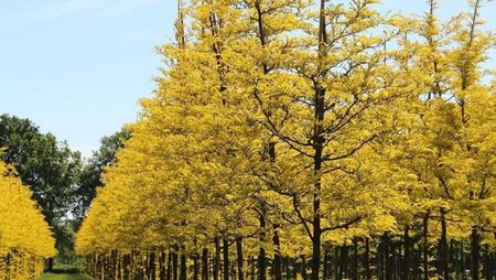 Gleditsia triac. 'Sunburst' 6-8 Hoogstam wortelgoed - afbeelding 7