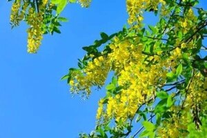 Laburnum anagyroides 6-8 Hoogstam wortelgoed - afbeelding 6