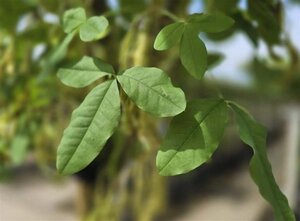 Laburnum anagyroides 6-8 Hoogstam wortelgoed - afbeelding 5