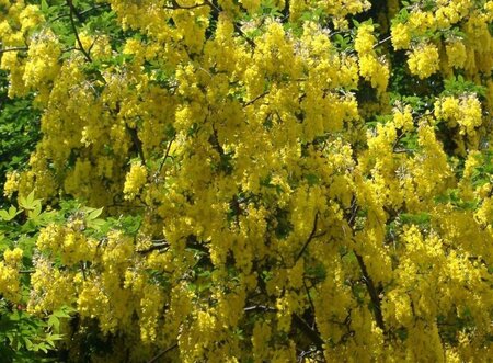 Laburnum anagyroides 6-8 Hoogstam wortelgoed - afbeelding 4