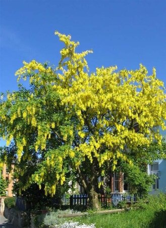 Laburnum anagyroides 6-8 Hoogstam wortelgoed - afbeelding 3