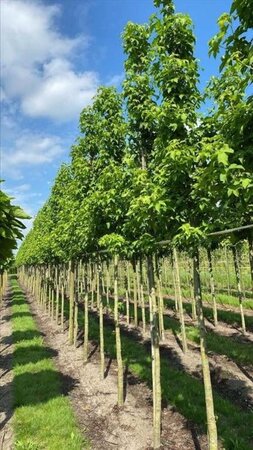 Liquidambar s. 'Lane Roberts' 12-14 Hoogstam draadkluit 2 X verplant - afbeelding 1