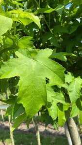 Liquidambar s. 'Lane Roberts' 12-14 Hoogstam draadkluit 2 X verplant - afbeelding 2