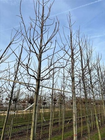 Liquidambar s. 'Lane Roberts' 12-14 Hoogstam draadkluit 2 X verplant - afbeelding 3