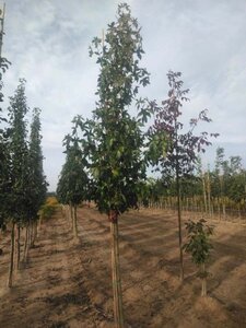 Liquidambar s. 'Moraine' 14-16 Hoogstam draadkluit 2 X verplant