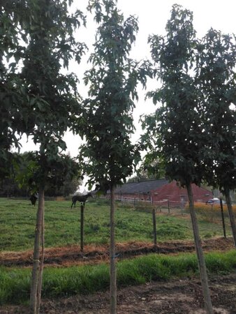 Liquidambar s. 'Palo Alto' 14-16 Hoogstam draadkluit 2 X verplant