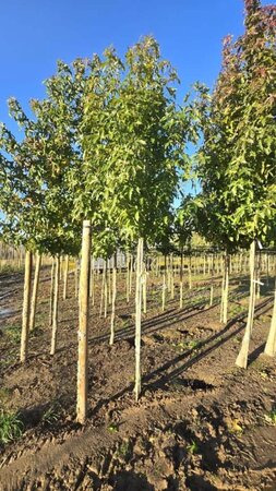 Liquidambar s. 'Palo Alto' 16-18 Hoogstam draadkluit 3 X verplant