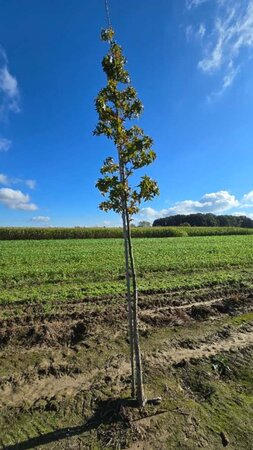 Liquidambar styraciflua 12-14 Hoogstam draadkluit 2 X verplant - afbeelding 4